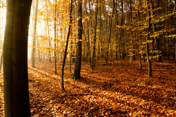 Złoty jesienny las
