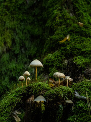 Leśne grzyby - obrazy, fototapety, plakaty