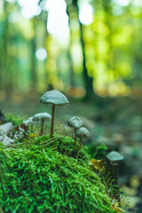 Leśne grzyby © Kornel
