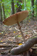 Forest mushroom on the background of forest litter and branches. Macrolepiota slingshot. Black kite.