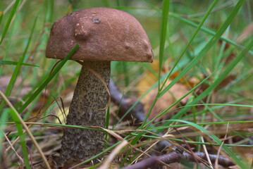 Leccinum. The bolete mushroom on a background of green grass.