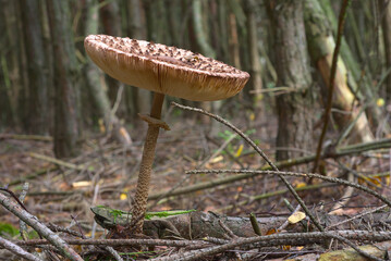 Forest mushroom on the background of forest litter and branches. Macrolepiota slingshot. Black kite.