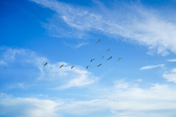 Flock of flying pelicans. Cloudy sky and silhouette of flying birds. Tranquil scene, freedom, hope,...