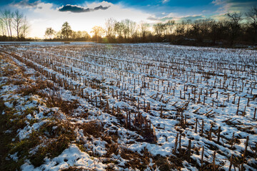 Abgeerntetes Maisfeld mit Schnee überdeckt imSonnenuntergang 