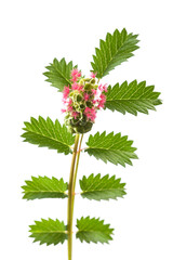 Salad Burnet flower