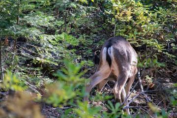 back of deer in the woods