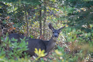 deer in the woods