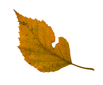 A single yellowed birch tree leaf with green spots and holes. On a white background.
 - Powered by Adobe