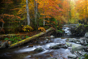 Jesienny potok - obrazy, fototapety, plakaty