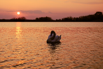 Naklejka na ściany i meble Swan in the Water at Sunset