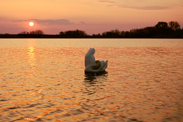 Naklejka na ściany i meble Swan in the Water at Sunset