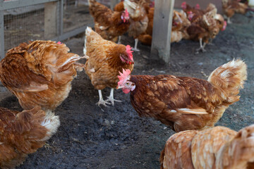 Hens in the chicken farm. Organic poultry house.