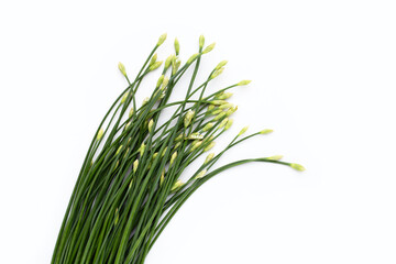 Fresh Chinese Chive flower on white background.