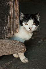 Sad homeless cat