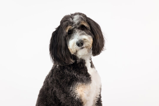 Cute bernedoodle on white background