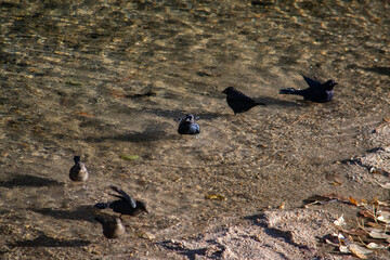 birds taking bath on river