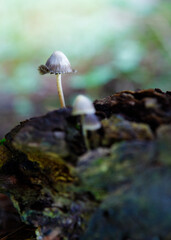 On the edge of the precipice