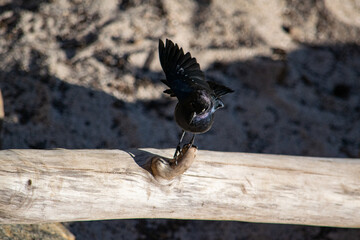 black bird on tree