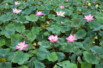 Pink lotus flower blooming in pond with green leaves