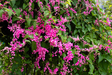 Mexican creeper, Chain of love, Coral vine. Pink flower