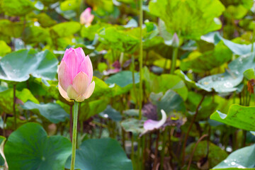 Pink lotus flower blooming in pond with green leaves