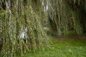 the lake shore with green grass and willows