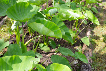 Taro garden, taro planting plot
