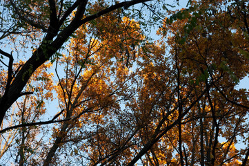 Autumn background: trees, with autumn leaves and bare, against the sky