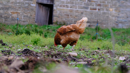 Gallina camina sobre la hierba en otoño