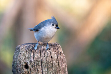 Tufted Titmouse bird perched on a fence post with autumn colors