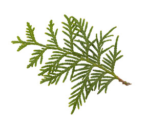 A thuja (cedar) leaf .Close-up of a green sprig of a thuja of the cypress family against a white...