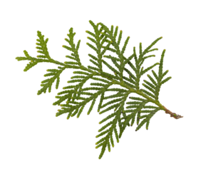 A thuja (cedar) leaf .Close-up of a green sprig of a thuja of the cypress family against a white background