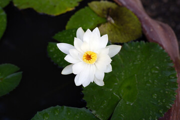 Beautiful blooming Nymphaea lotus flower with leaves, Water lily pot