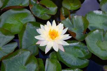 Beautiful blooming Nymphaea lotus flower with leaves, Water lily pot