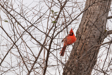 Cardinal from Michigan, Winter Time