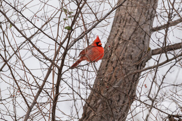 Cardinal from Michigan, Winter Time