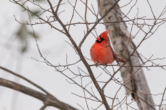 Cardinal from Michigan, Winter Time