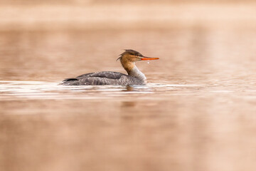 A female Red Brested Merganser prepare to dive on the Richelieu River