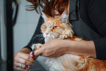 red Maine Coon cat in the hands of a groomer, cutting claws