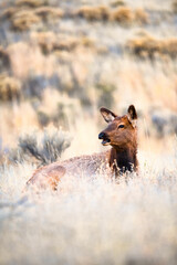 Elk in Yellowstone National Park