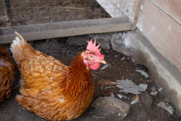 Hens in the chicken farm. Organic poultry house.