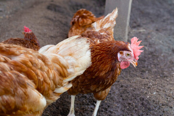 Hens in the chicken farm. Organic poultry house.