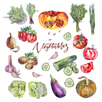 Watercolor vegetables: tomato bell pepper garlic pumpkin eggplant cabbage cucumber isolated on white background. Health food for salad or soup. Clipart for menu cafe wallpaper sketchbook cookbook