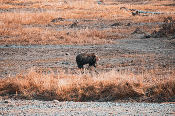 Grizzly Bear in Yellowstone National Park