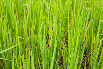 Rice plant in rice field.