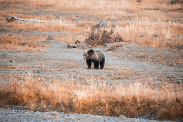 Grizzly Bear in Yellowstone National Park