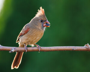Female Northern Cardinal Eating a Sunflower Seed.