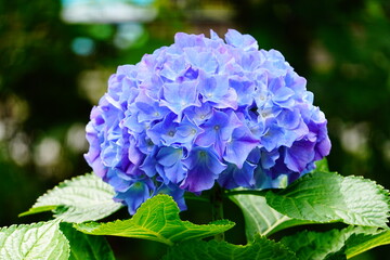 Fototapeta premium 京都 三室戸寺 大きな青いあじさいの花