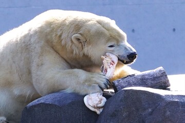 円山動物園の人気者 ホッキョクグマ