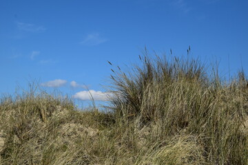 Fototapeta premium Sand dunes and blue sky